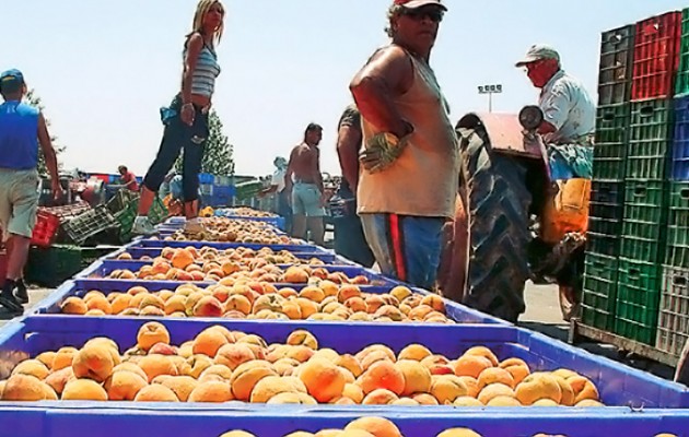 33 εκατ. ευρώ στους λογαριασμούς των ροδακινοπαραγωγών