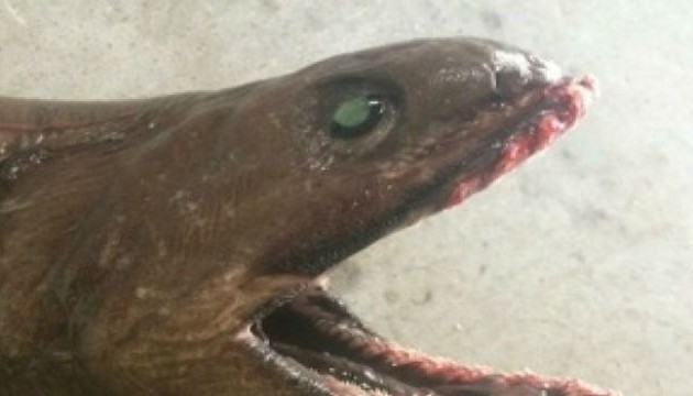 Δείτε τον προϊστορικό καρχαρία που έπιασαν ψαράδες