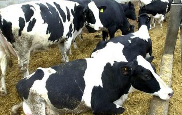 Κρούσμα “τρελής αγελάδας” στον Καναδά