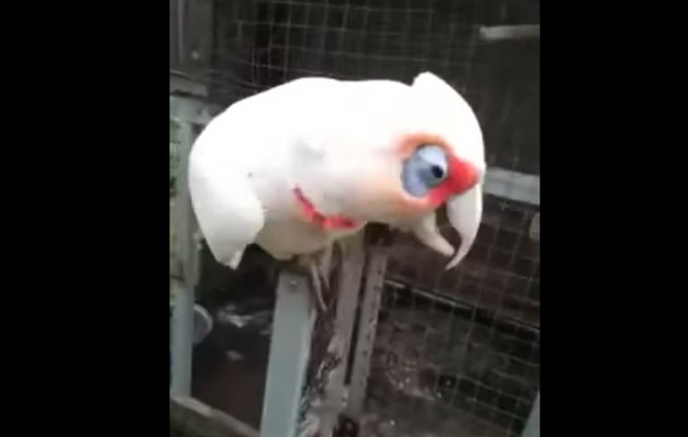 Απίθανο βίντεο: Παπαγάλος τραγουδά το… “μακαρόνια με κιμά”