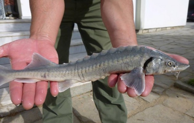 Δείτε το σπάνιο ψάρι που πιάστηκε στον Έβρο – Μεταφέρθηκε σε ενυδρείο