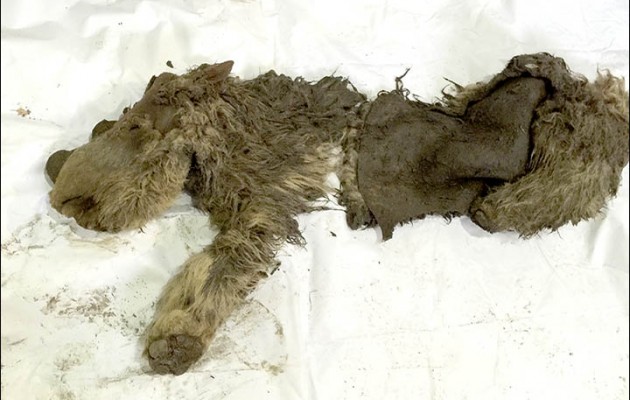 Βρέθηκε μωρό τριχωτός ρινόκερος ηλικίας δεκάδων χιλιάδων ετών