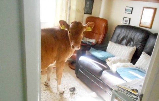 Αγελάδες “διέρρηξαν” σπίτι και “τα έκαναν” παντού