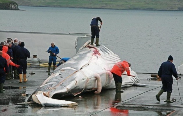 Τρία εκατομμύρια φάλαινες θανατώθηκαν τον 20ο αιώνα