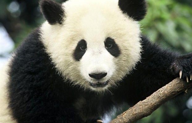 Αυξήθηκε ο πληθυσμός των γιγάντιων πάντα στην Κίνα
