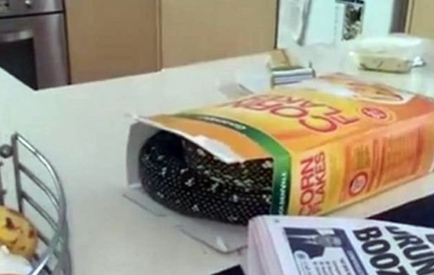 Τρόμος στην κουζίνα: Βρήκε πύθωνα μέσα στα δημητριακά του (φωτο)