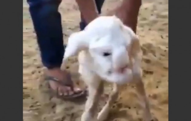 Πρόβατο με ανθρώπινο πρόσωπο γεννήθηκε στο Νταγκεστάν (βίντεο)