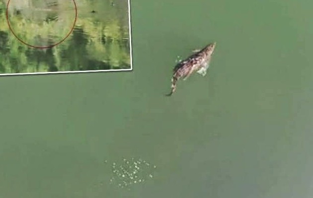 Εντοπίστηκε νεκρός ο Σήφης ο κροκόδειλος στην Κρήτη