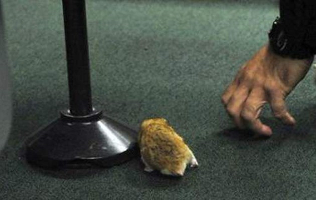 “Εισβολή” ποντικιών στην αίθουσα κοινοβουλίου στην Βραζιλία