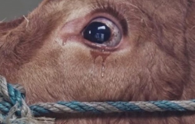 Βίντεο: Συγκλονίζει – Τα δάκρυα μιας αγελάδας λίγο πριν το σφαγείο