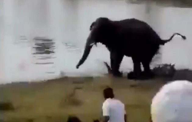 Βίντεο ΣΟΚ! Ελέφαντας επιτίθεται σε πλήθος και σκοτώνει άνθρωπο
