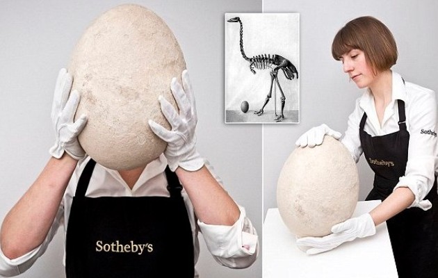 Σε δημοπρασία γιγάντιο αβγό από το Πουλί Ελέφαντας