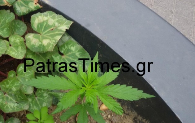 Φύτρωσε “φούντα” σε ζαρντινιέρα του Δήμου στην Πάτρα