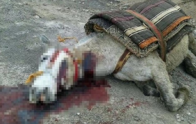 Οι Τούρκοι κήρυξαν πόλεμο στα μουλάρια των Κούρδων!