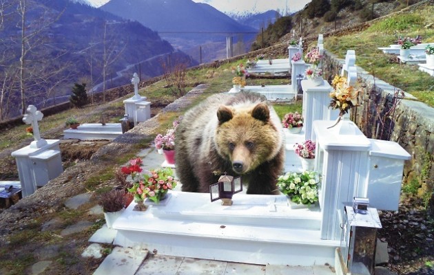 Αρκούδες τρέφονται από το λάδι των καντηλιών σε νεκροταφεία