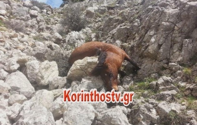 Πυροβόλησαν και σκότωσαν άγρια άλογα στην Κόρινθο (φωτογραφίες)