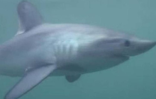 Καρχαρίες τριών μέτρων κολυμπούν στα ανοιχτά των ακτών της Βρετανίας