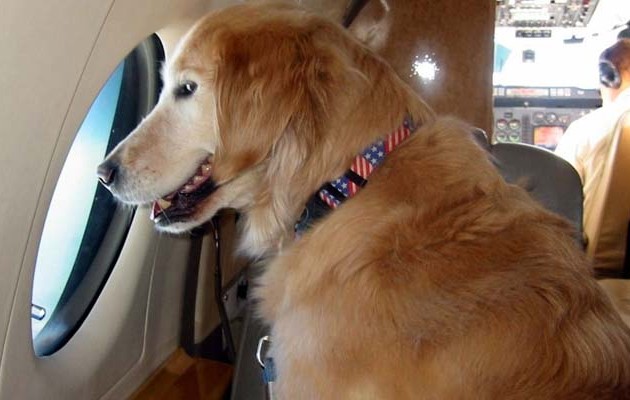 Κατοικίδια σε ιδιωτικά αεροπλάνα με μασάζ και… γκουρμέ τρόφιμα (φωτογραφίες)