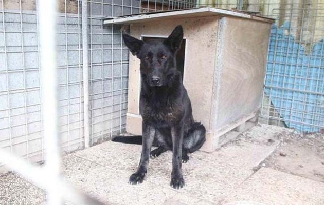 Σκύλος κατασπάραξε 3χρονο κοριτσάκι στην Ιταλία