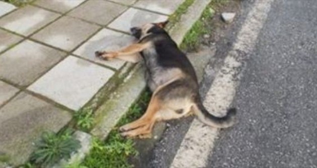 Δυο χρόνια φυλακή στον εκτελεστή της σκυλίτσας Λίζας στη Λέσβο