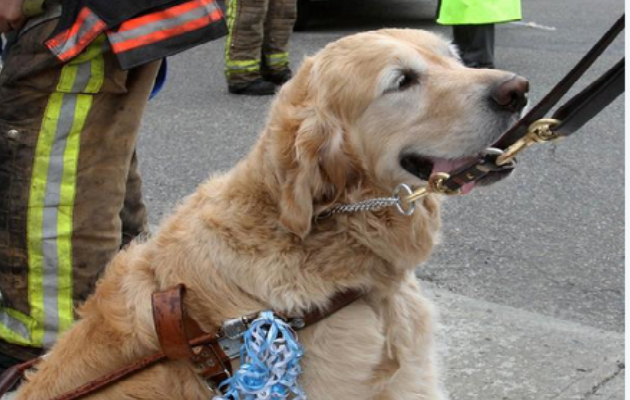 Συγκλονίζει ο σκύλος που έπεσε μπροστά σε λεωφορείο για να σώσει το αφεντικό του! (φωτογραφίες)