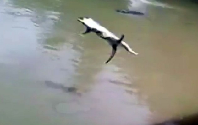 Ηλίθιοι πέταξαν γάτα σε λίμνη με κροκόδειλους – Μάχη για επιβίωση (βίντεο)