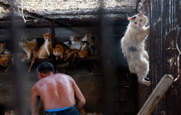 Κατακραυγή για το φεστιβάλ σφαγιασμού χιλιάδων σκύλων και γατών στην Κίνα! (σκληρές εικόνες)