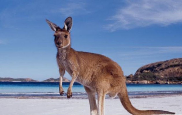 Aπίστευτη ανακάλυψη Αυστραλών επιστημόνων για τα καγκουρό