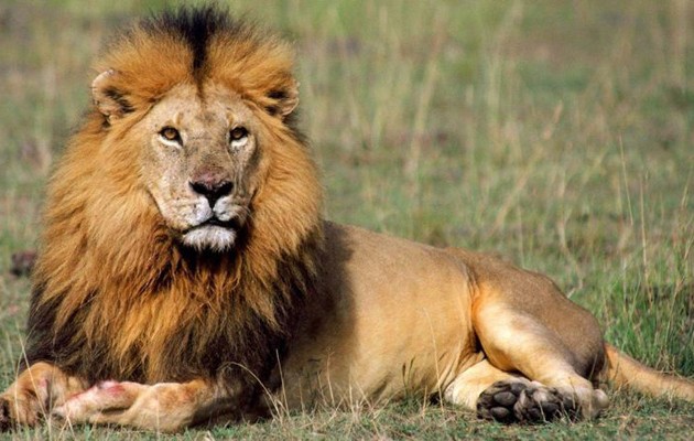 Λιοντάρι κατασπάραξε 22χρονη σε ζωολογικό πάρκο