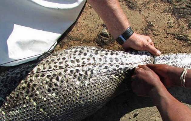 Πύθωνας έφαγε μέχρι… θανάτου σκαντζόχοιρο! (φωτογραφίες)