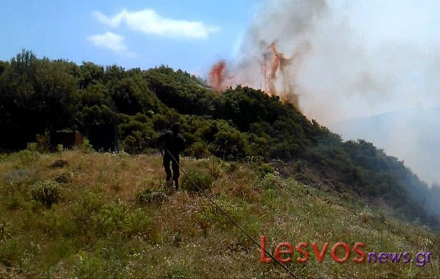 Πυρκαγιά έκαψε ολοσχερώς δασική έκταση στη Λέσβο (βίντεο)