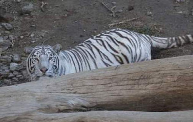 Τίγρης απέδρασε από ζωολογικό κήπο και σκότωσε έναν άνδρα (φωτογραφίες)