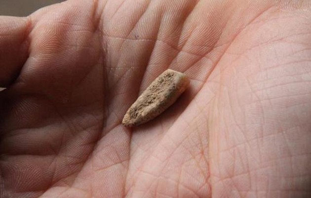 Απίστευτη ανακάλυψη στη Γαλλία: Βρέθηκε δόντι ηλικίας 560.000 χρόνων