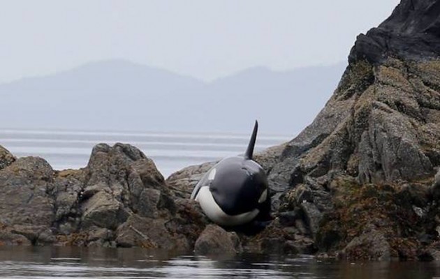 Φάλαινα σώθηκε από… θαύμα της φύσης (φωτογραφίες)
