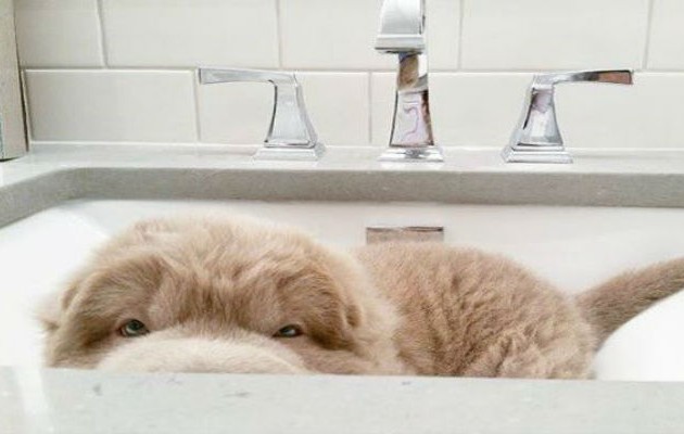 Ο πιο όμορφος και διάσημος σκύλος του κόσμου! Κανείς δεν μπορεί να του αντισταθεί! (φωτογραφίες)