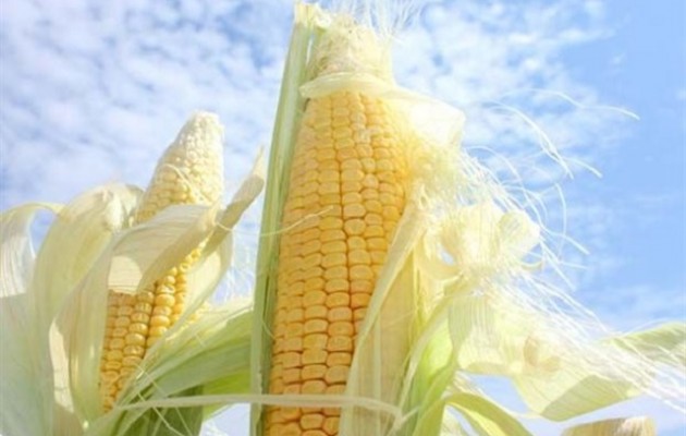 Νέα αποκάλυψη σοκ: Τα μεταλλαγμένα προκαλούν καρκίνο