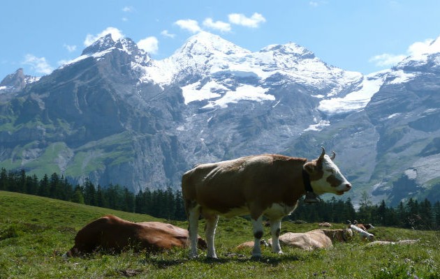 Ελβετία: Αφαίρεσαν τα κουδούνια από τις αγελάδες λόγω… ηχορύπανσης!