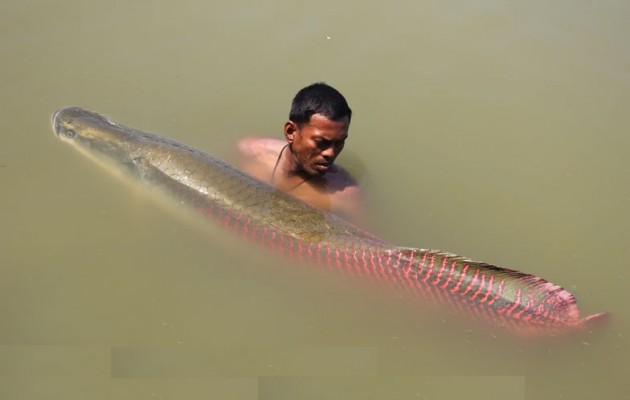 Δείτε το ποταμίσιο τέρας του Αμαζονίου που τρώγεται και είναι πεντανόστιμο! (βίντεο)