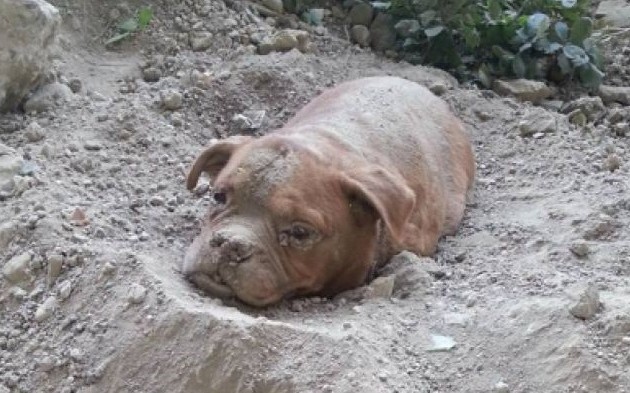 Κτήνη έθαψαν ζωντανή σκυλίτσα! Δίνει μάχη για τη ζωή (φωτογραφίες)