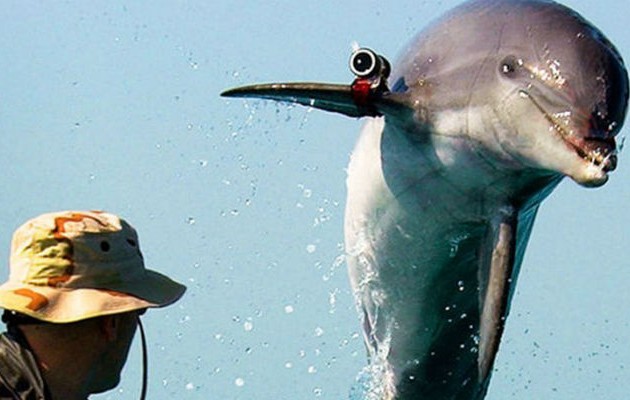 Παλαιστίνιοι συνέλαβαν δελφίνι κατάσκοπο των Ισραηλινών!