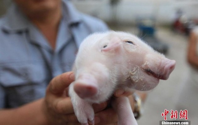 Άνδρας “υιοθέτησε” γουρουνάκι με δύο κεφάλια (φωτο)