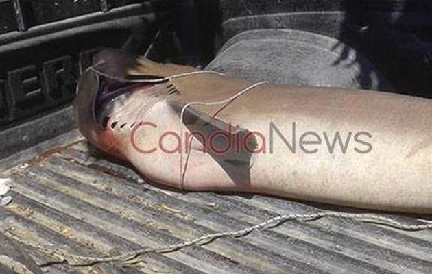Kαρχαρίας τριών μέτρων πιάστηκε στην Κρήτη (φωτογραφίες)