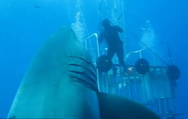 Κόβει την ανάσα! Δείτε τον μεγαλύτερο λευκό καρχαρία! (βίντεο)