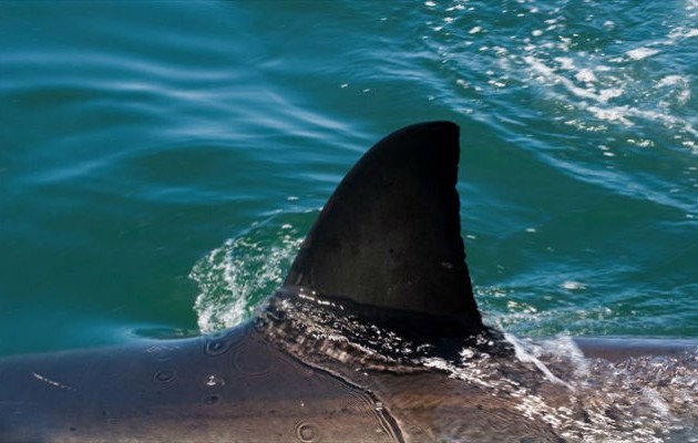 Κρήτη: Ψάρεψαν καρχαρία 3 μέτρων (φωτογραφίες)