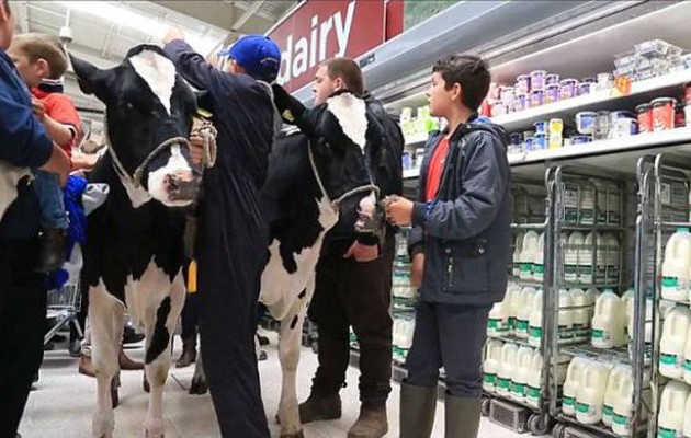 Βρετανία: Διαμαρτυρία… αγελάδων στους διαδρόμους σούπερ μάρκετ! (βίντεο)