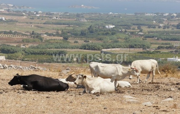 Αγελάδα σκότωσε 70χρονο στην Πάρο – Σοκαρισμένη η τοπική κοινωνία