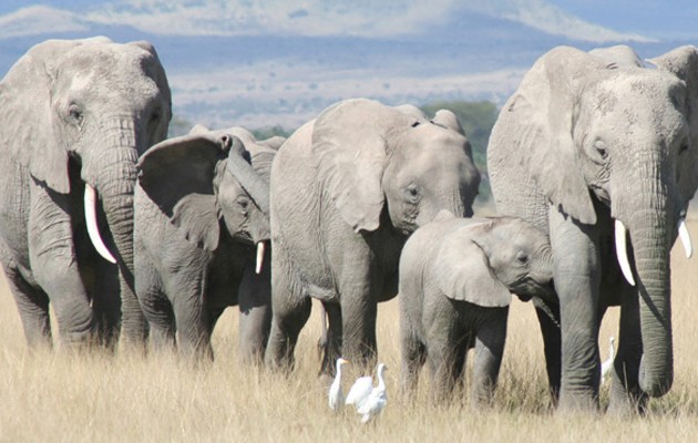 Eντοπίστηκαν ελέφαντες στην Αρκαδία! (φωτογραφία)