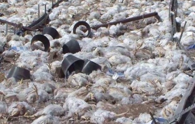 Οι Σαουδάραβες βομβάρδισαν χιλιάδες κότες στην Υεμένη (φωτο)