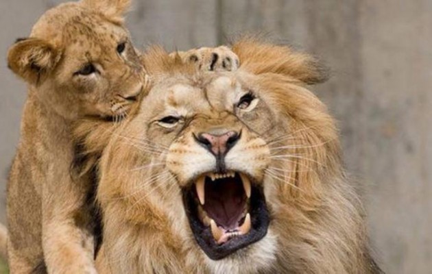 Με εξαφάνιση απειλούνται τα λιοντάρια της Αφρικής
