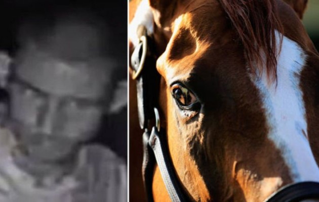 14 μήνες φυλάκιση σε 31χρονο που προσπάθησε να το “κάνει” με άλογο
